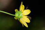 Kidneyleaf rosinweed